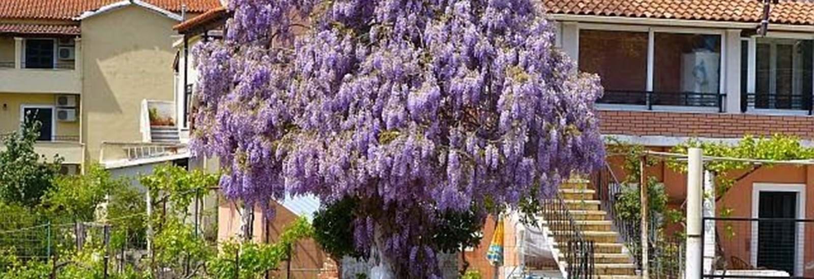 Banner for It's a Wisteria tree!