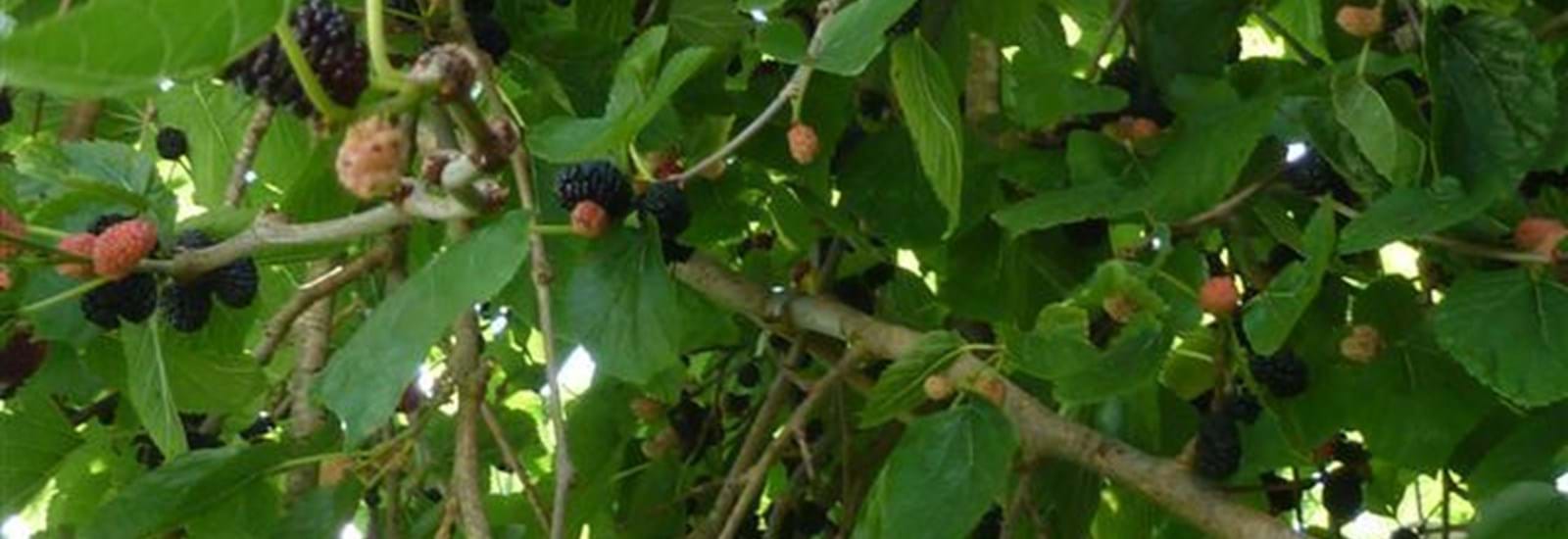 Banner for Purple Fingers