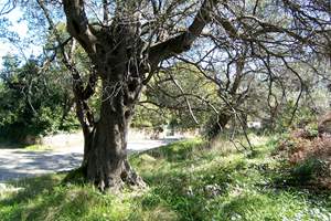 FOLLY LAND, Spartilas, Corfu