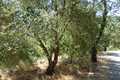 Land and property for sale in Corfu