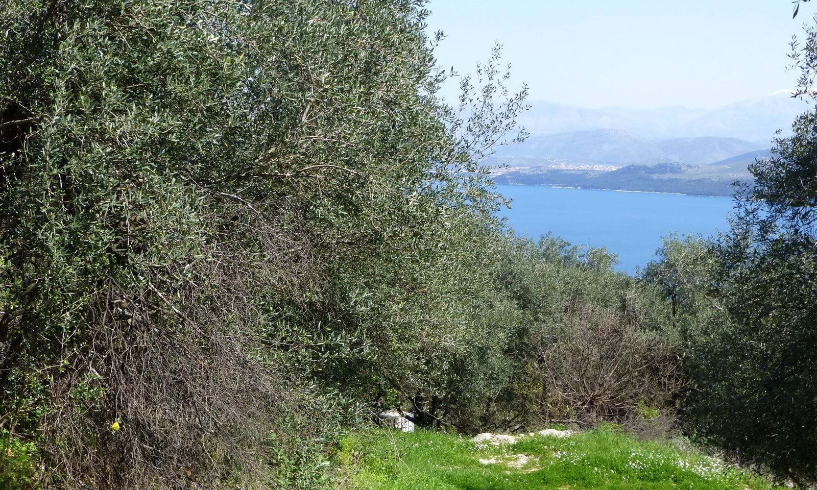 Listing photograph 1 of 4 of the land in Kentroma, published by Corfu Home Finders.