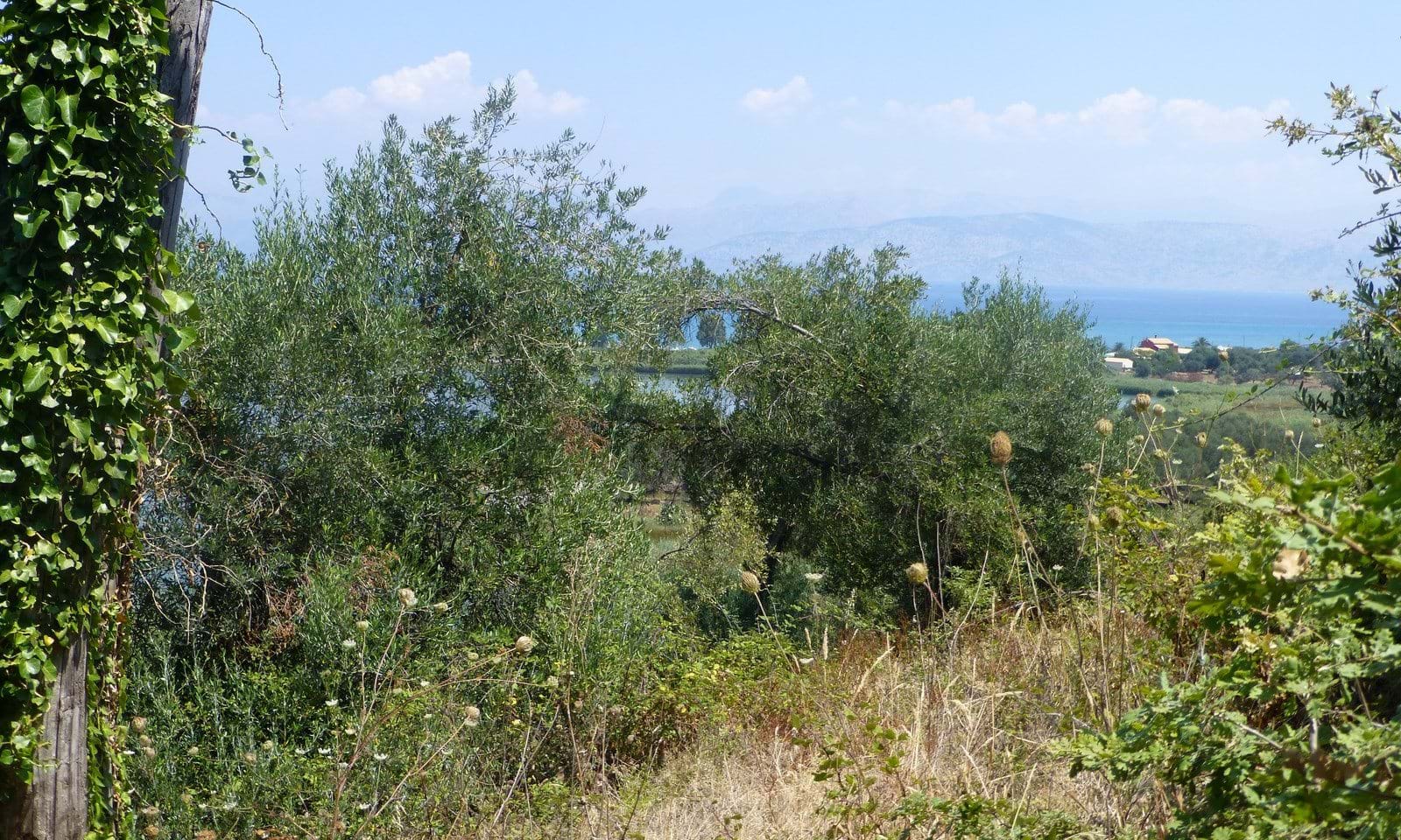 Listing photograph 5 of 8 of the land in Agios Spiridon, published by Corfu Home Finders.