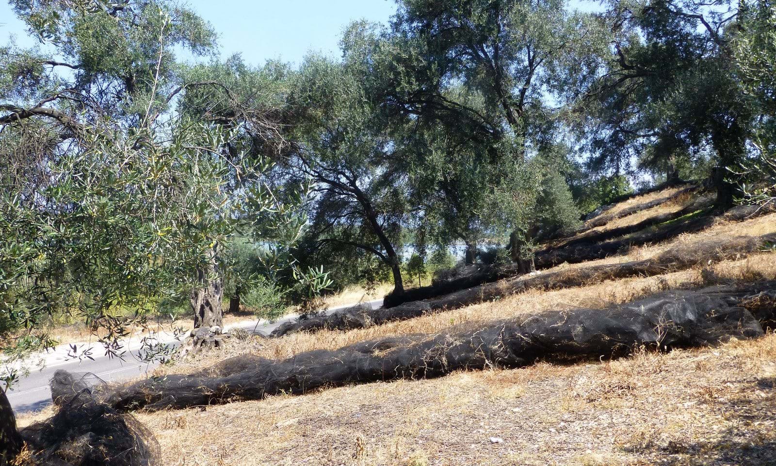 Listing photograph 7 of 8 of the land in Agios Spiridon, published by Corfu Home Finders.