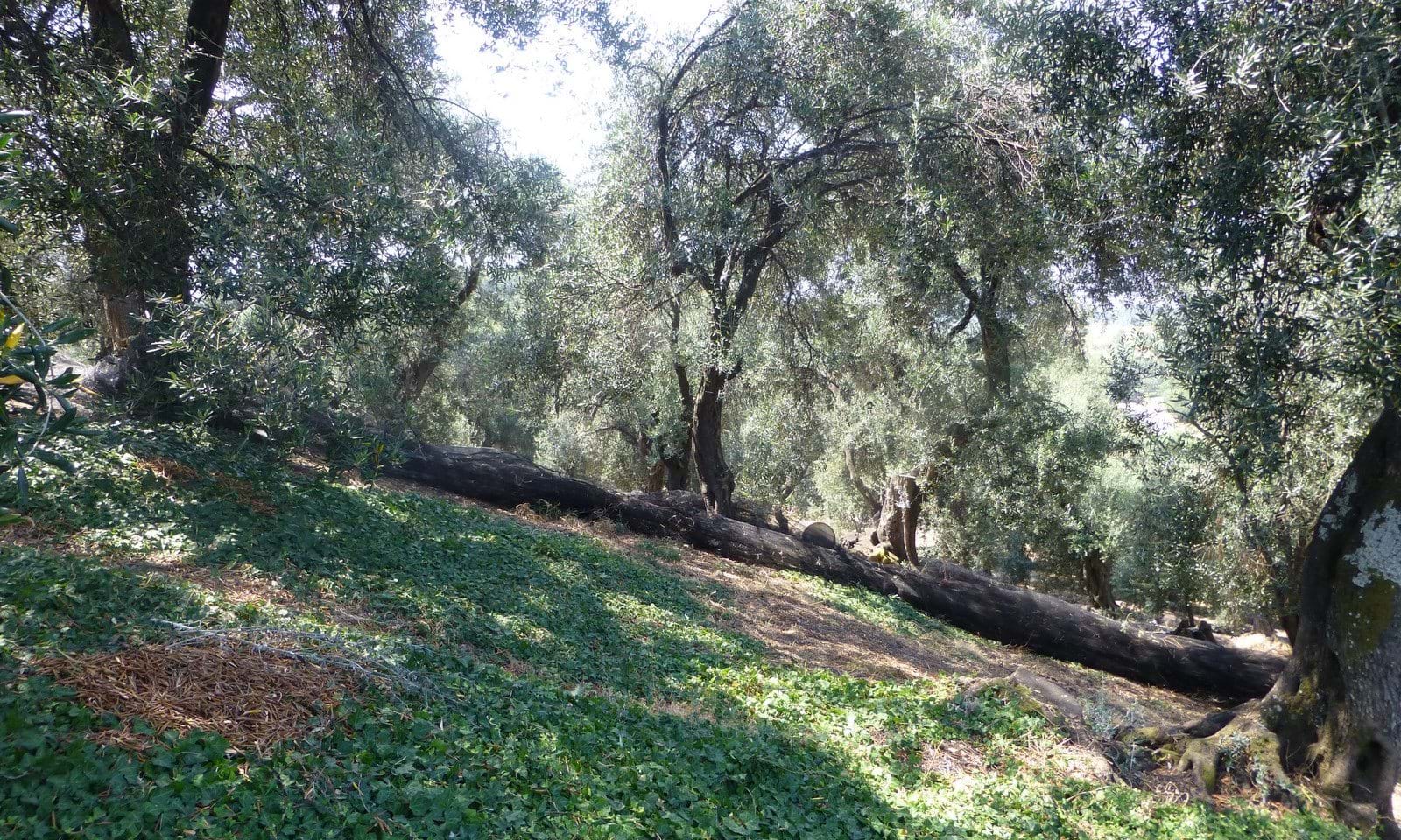 Listing photograph 6 of 8 of the land in Agios Spiridon, published by Corfu Home Finders.