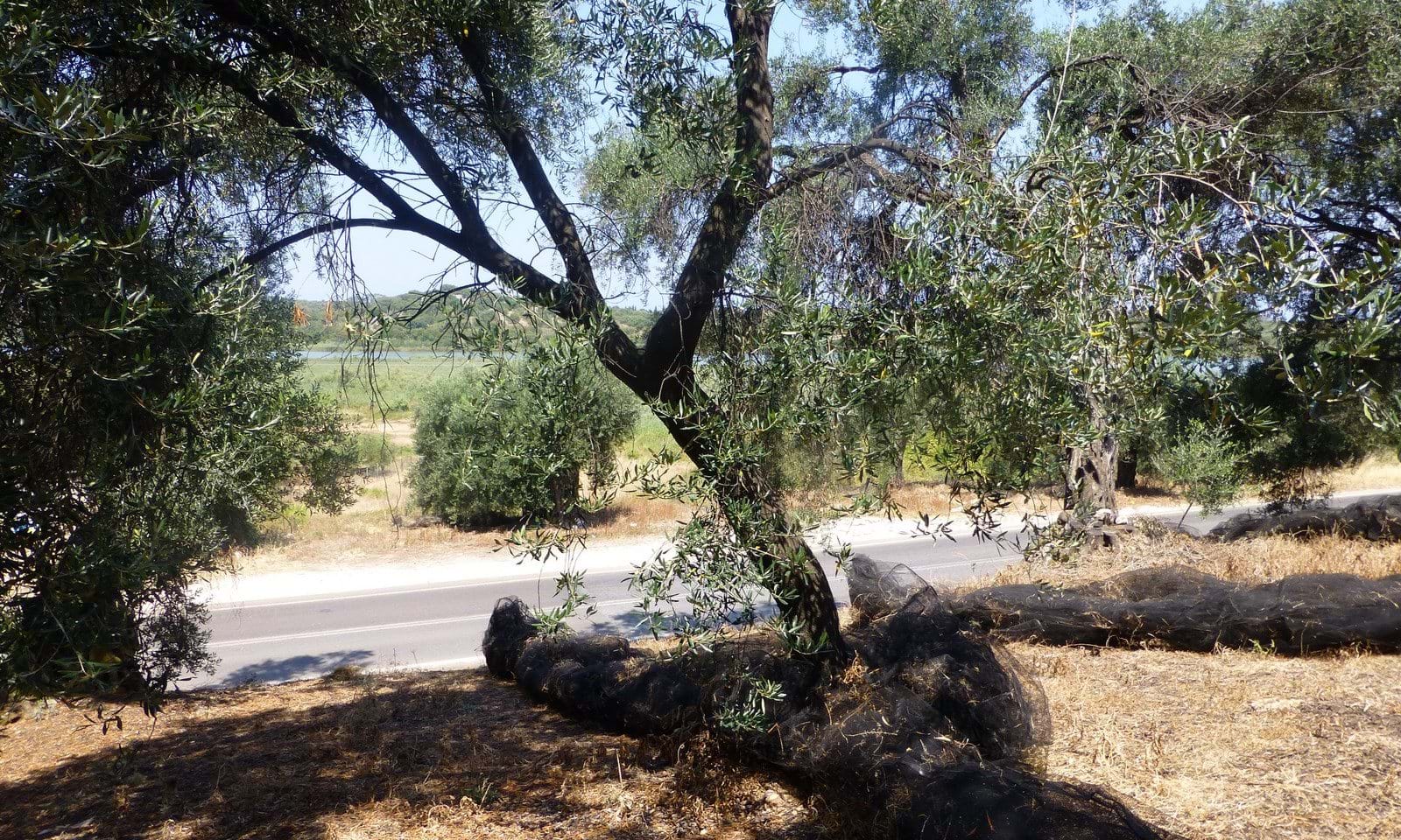 Listing photograph 2 of 8 of the land in Agios Spiridon, published by Corfu Home Finders.