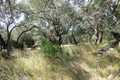Building land for sale in Corfu Greece