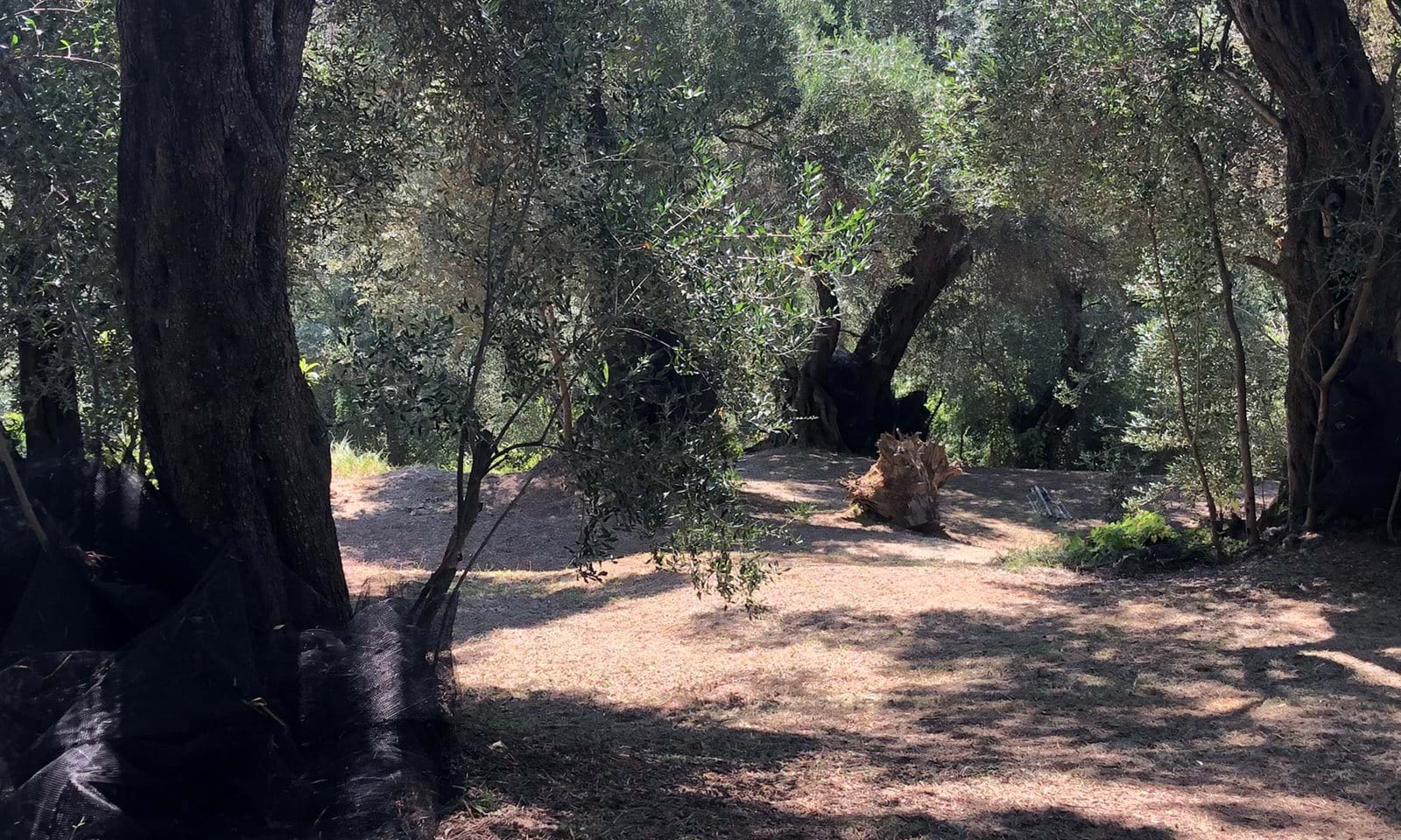 Listing photograph 6 of 10 of the land in Evropouli, published by Corfu Home Finders.