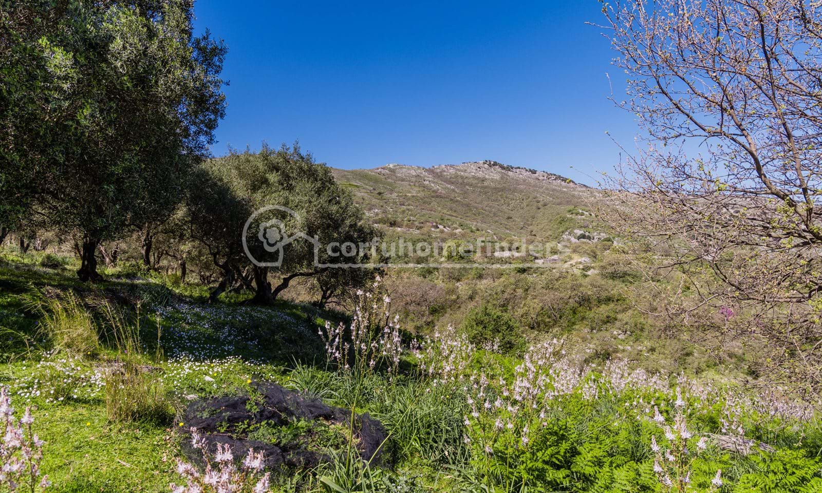 Listing photograph 2 of 15 of the land in Kassiopi, published by Corfu Home Finders.