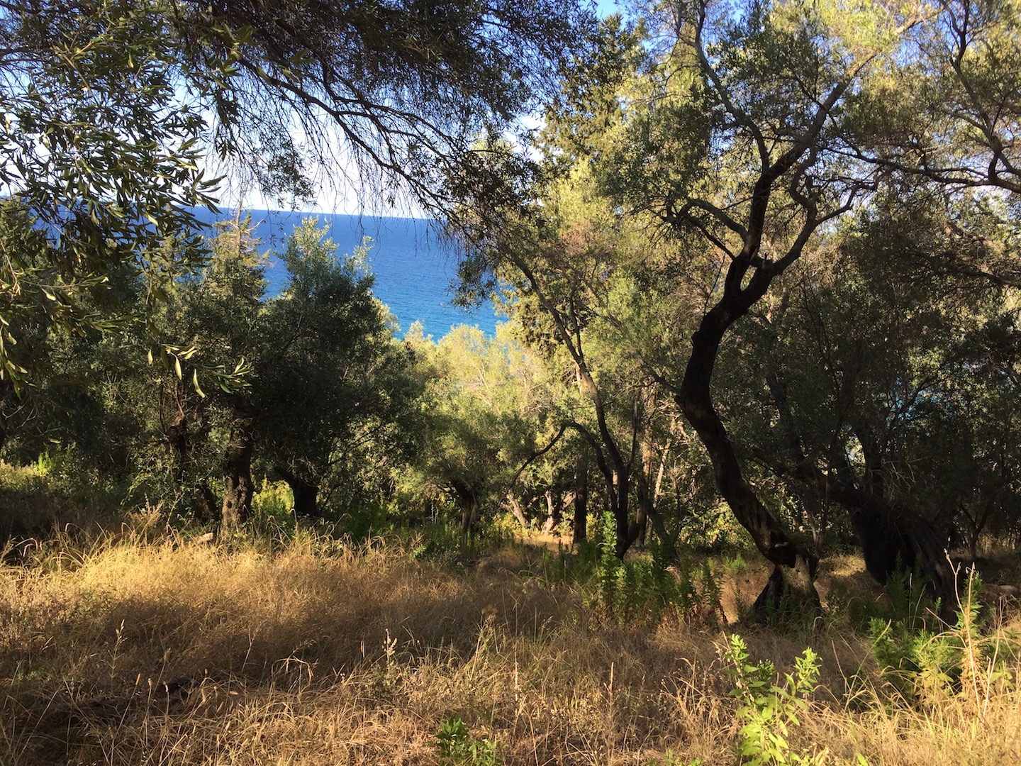AGIOS GORDIS BEACHFRONT LAND, Agios Gordis, Corfu