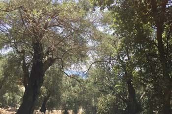 Image for property: 11413