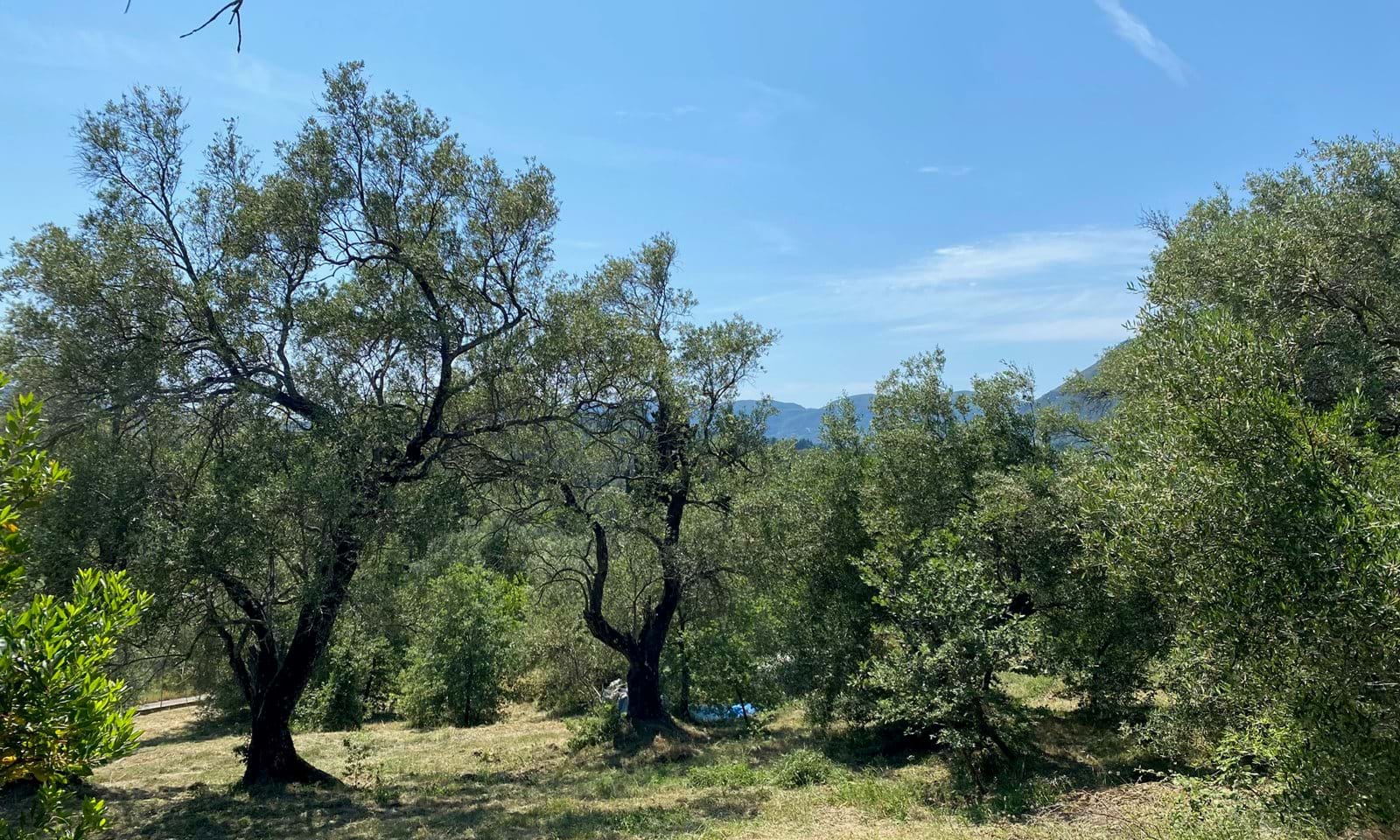 Listing photograph 3 of 5 of the land in Ano Korakiana, published by Corfu Home Finders.