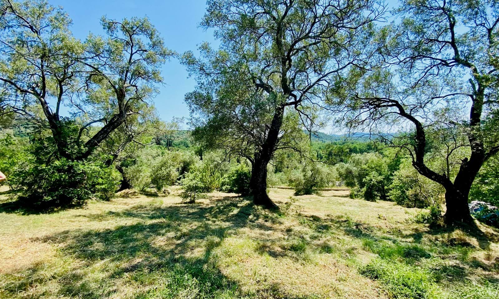 Listing photograph 5 of 5 of the land in Ano Korakiana, published by Corfu Home Finders.