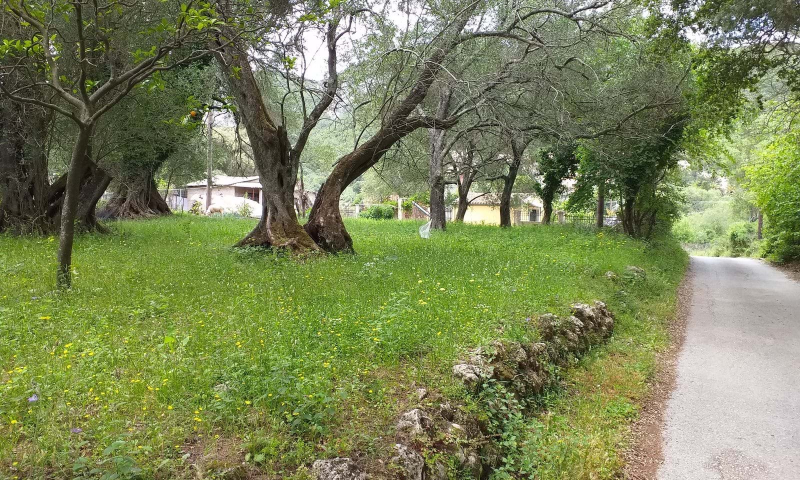 Listing photograph 2 of 4 of the land in Doukades, published by Corfu Home Finders.