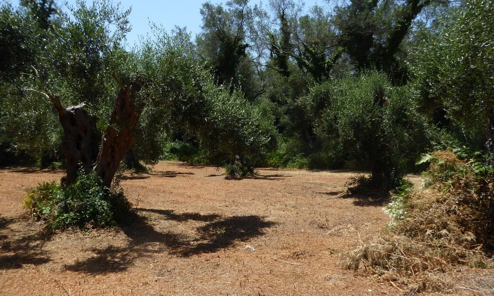 Listing photograph 5 of 7 of the land in Gardelades, published by Corfu Home Finders.