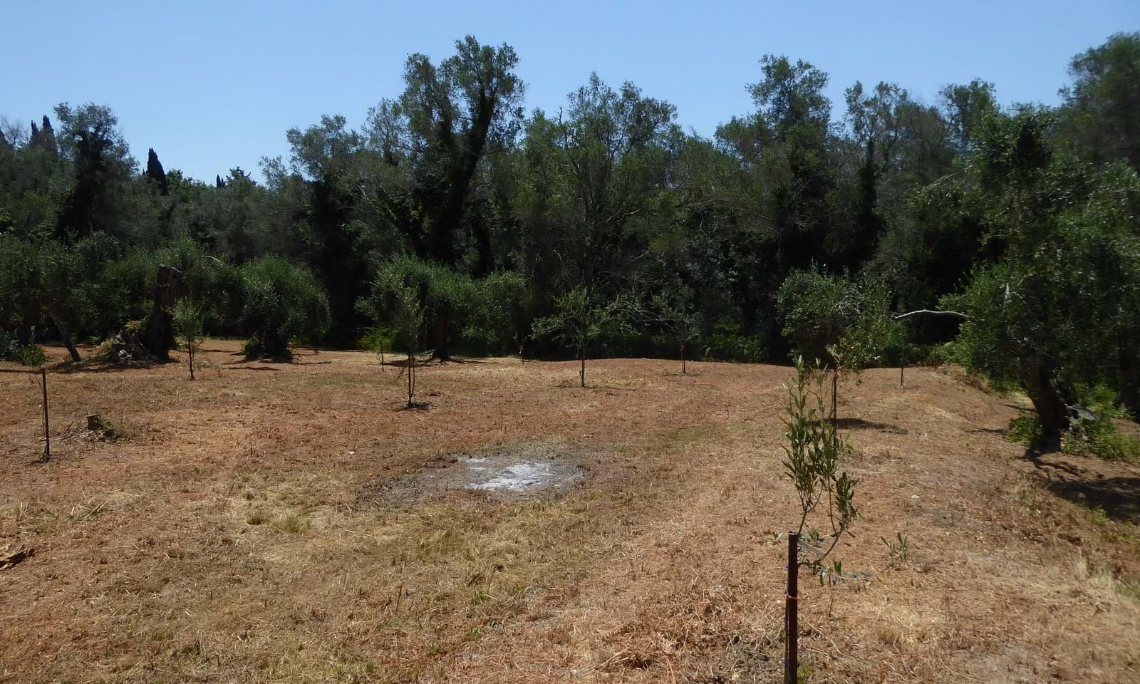 Listing photograph 2 of 7 of the land in Gardelades, published by Corfu Home Finders.