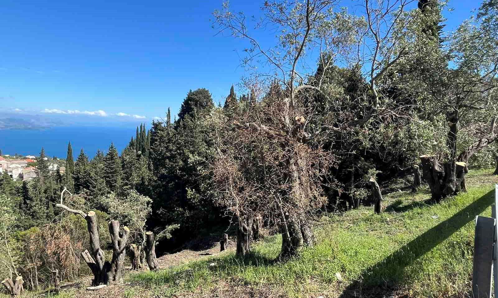 Listing photograph 2 of 6 of the land in Spartilas, published by Corfu Home Finders.