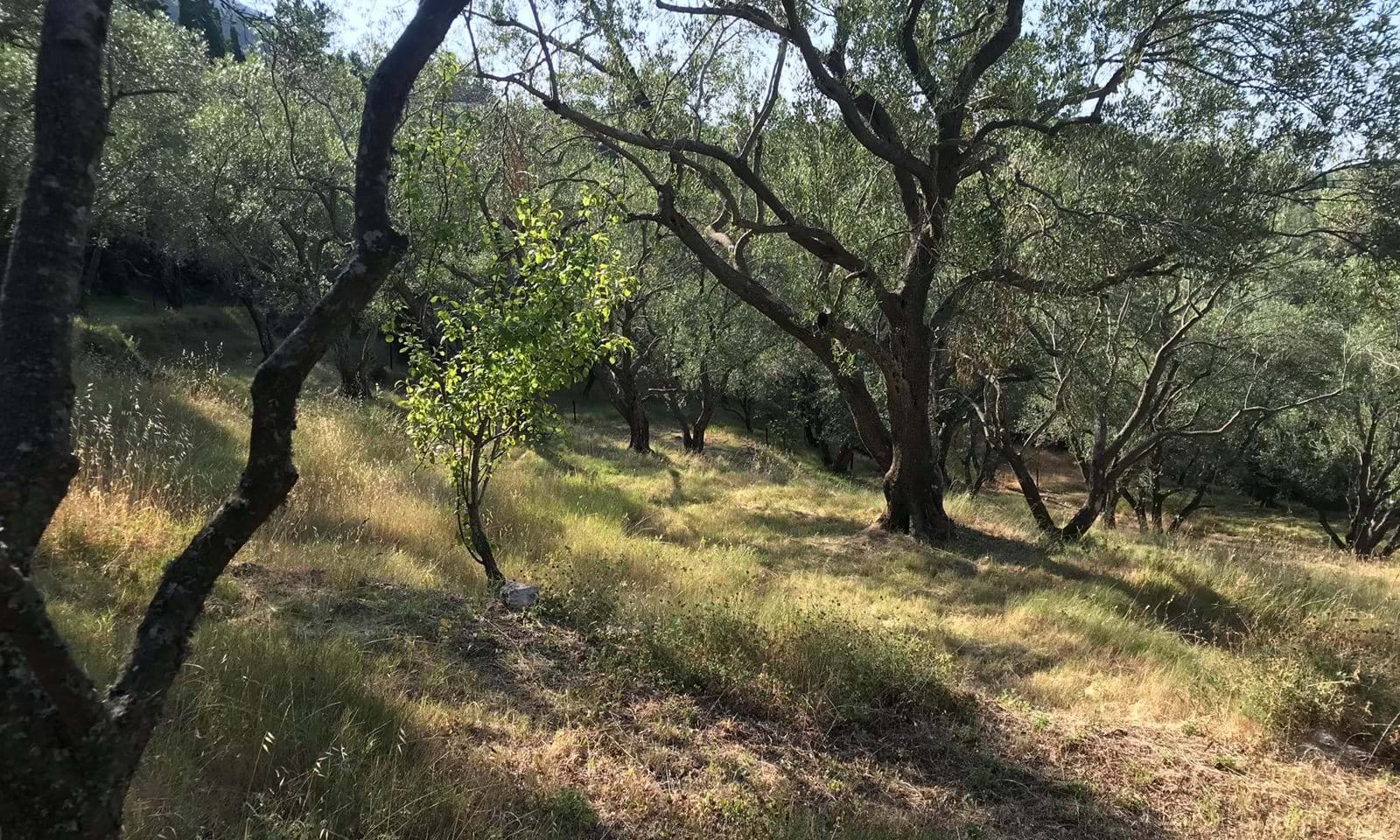 Listing photograph 1 of 6 of the land in Spartilas, published by Corfu Home Finders.