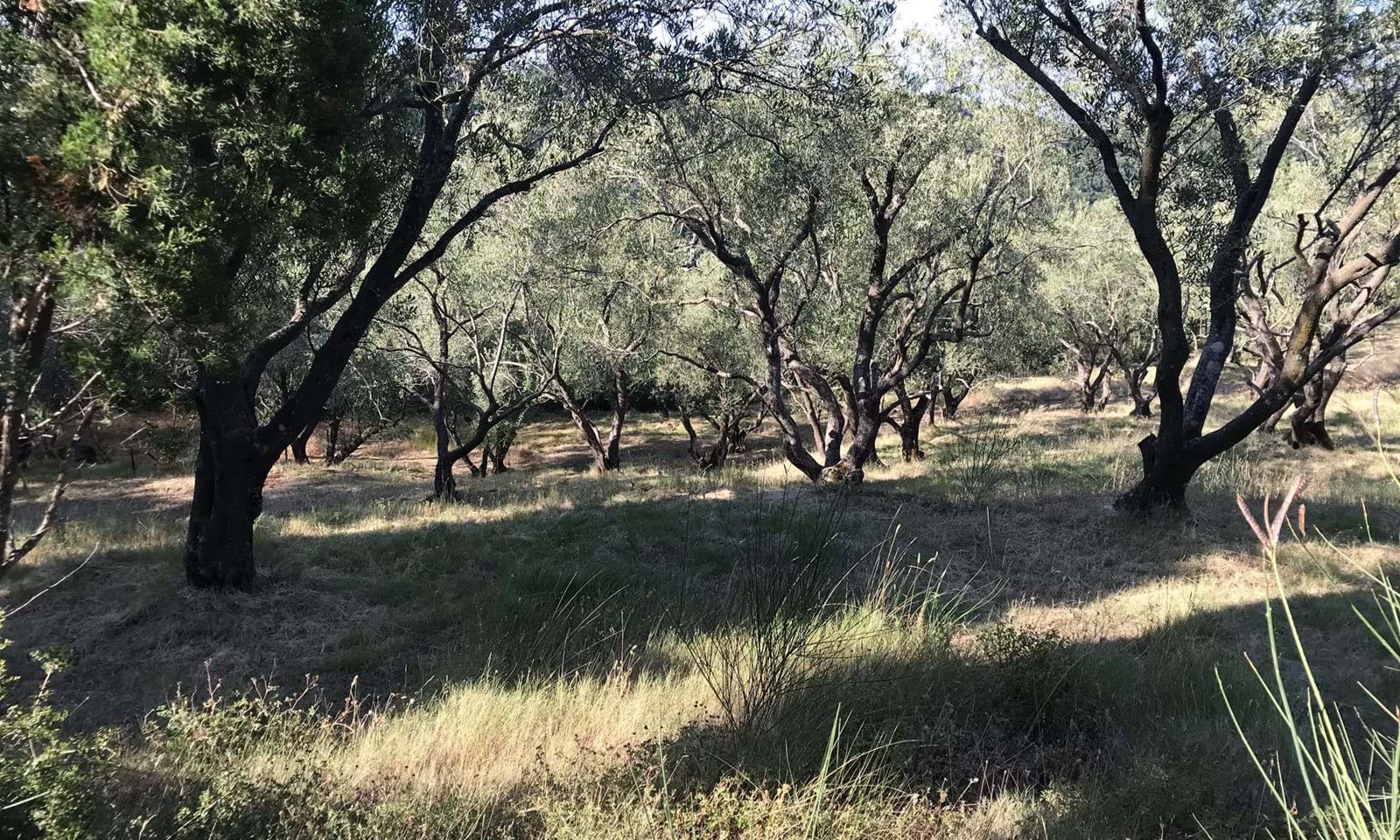 Listing photograph 2 of 6 of the land in Spartilas, published by Corfu Home Finders.