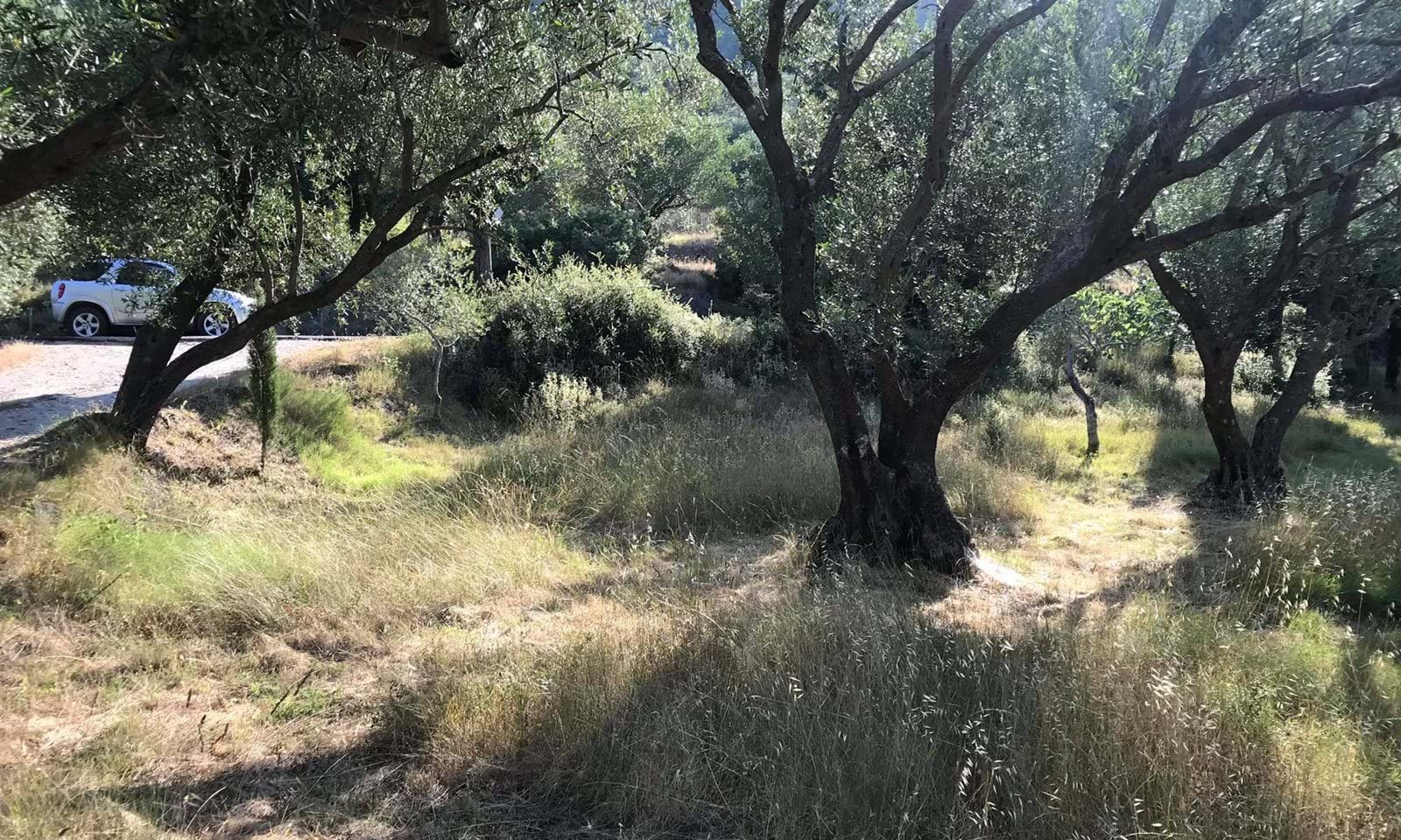 Listing photograph 6 of 6 of the land in Spartilas, published by Corfu Home Finders.