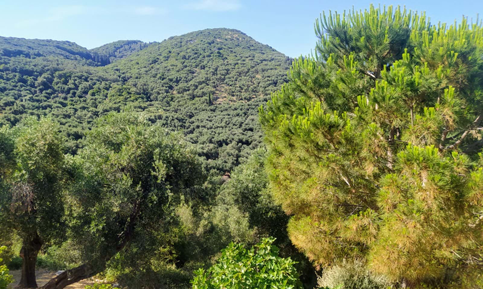 Listing photograph 6 of 7 of the land in Agios Martinos, published by Corfu Home Finders.