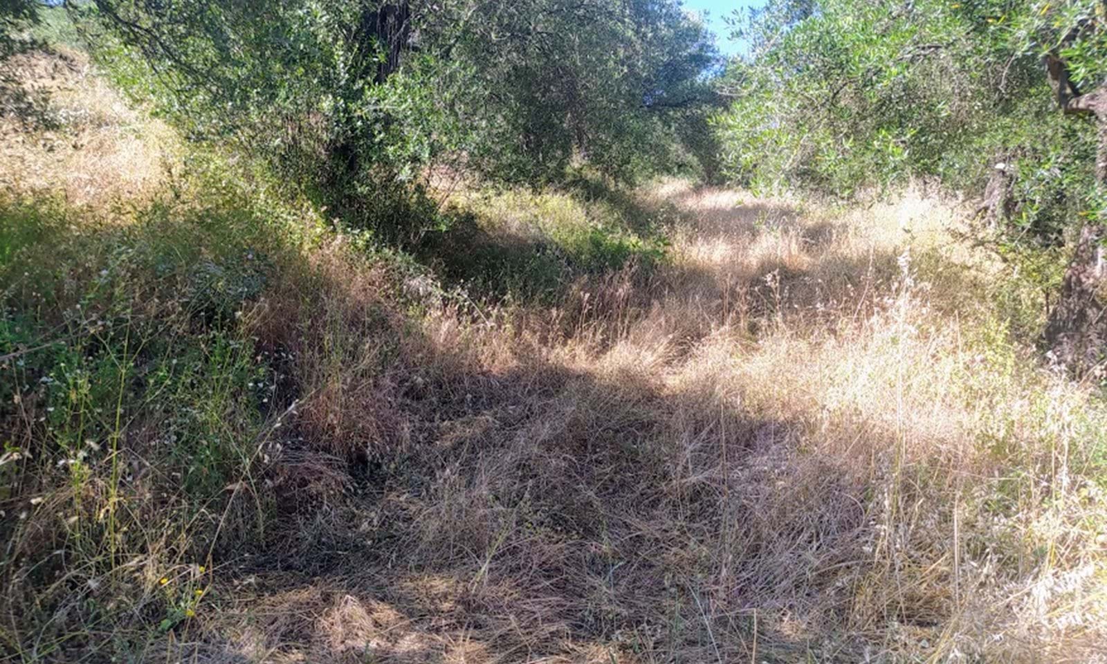 Listing photograph 7 of 7 of the land in Agios Martinos, published by Corfu Home Finders.