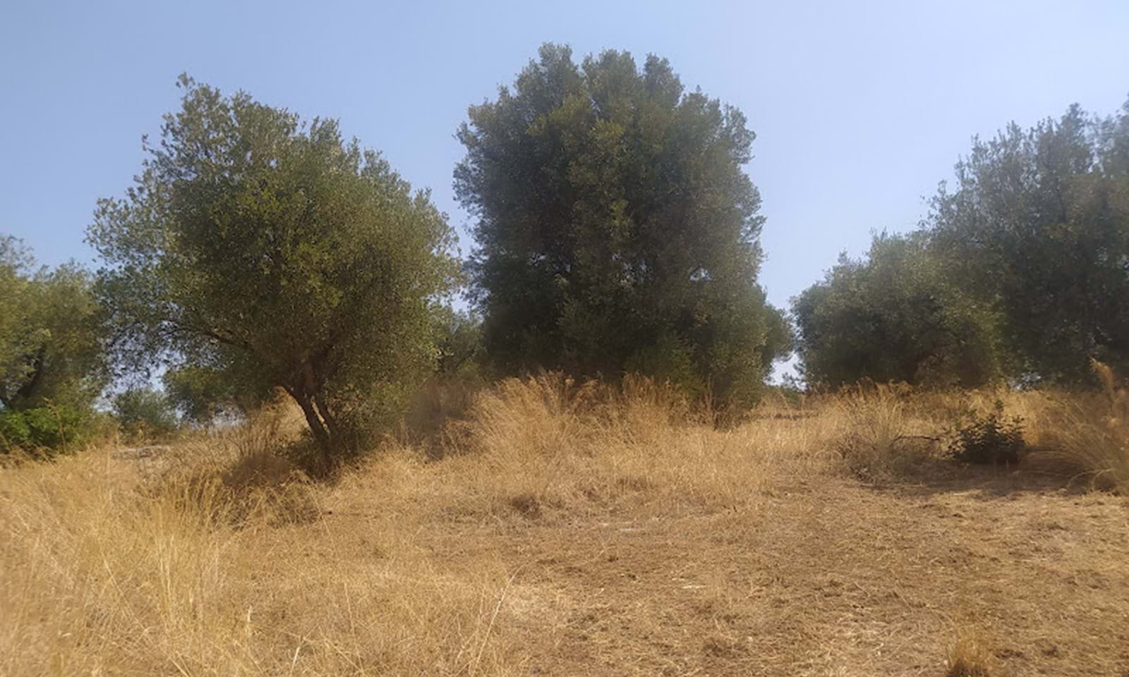 Listing photograph 3 of 8 of the land in Acharavi, published by Corfu Home Finders.
