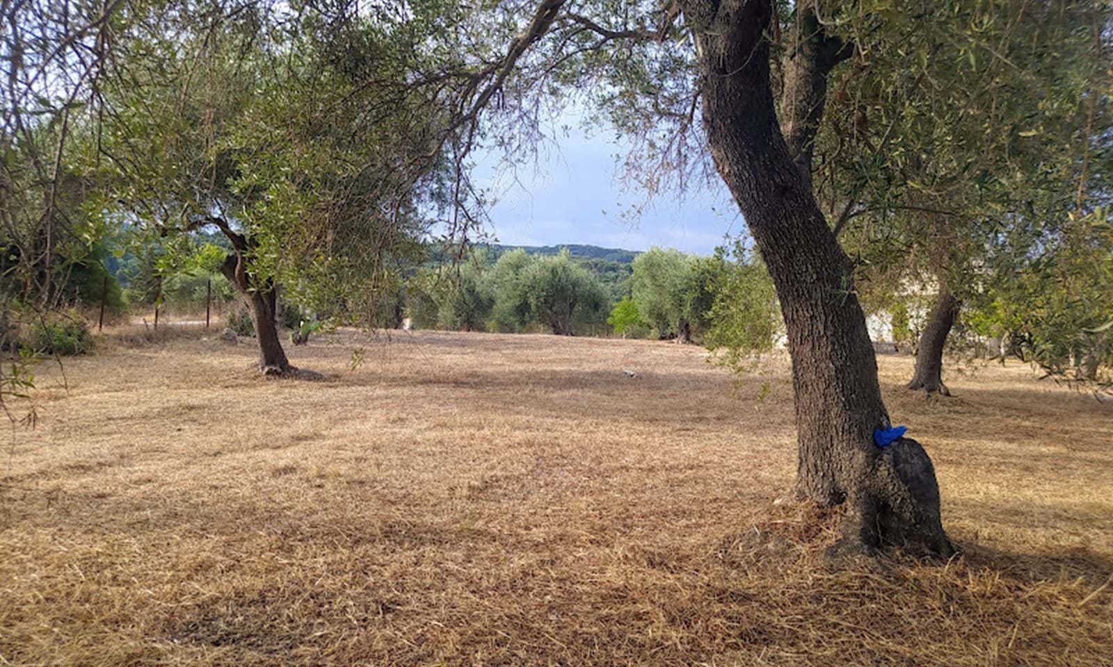 Listing photograph 4 of 6 of the land in Roda, published by Corfu Home Finders.