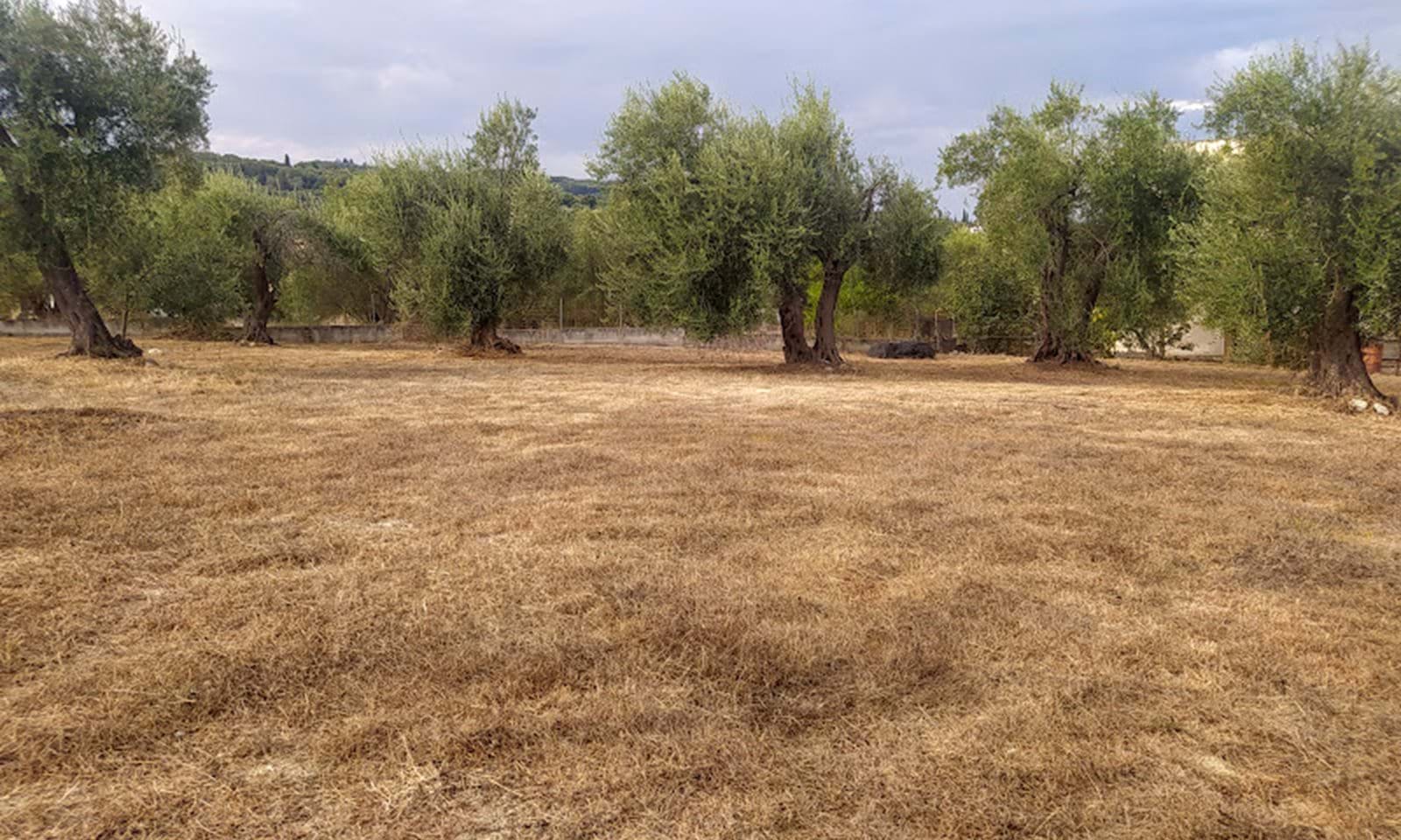 Listing photograph 1 of 6 of the land in Roda, published by Corfu Home Finders.