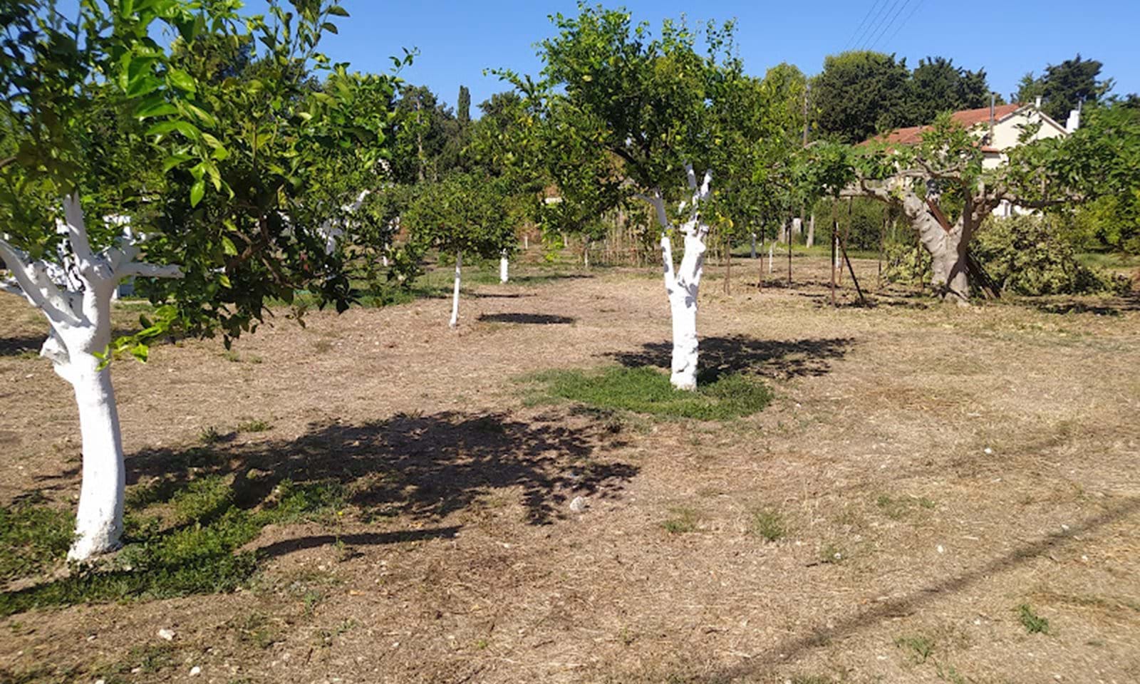 Listing photograph 3 of 5 of the land in Acharavi, published by Corfu Home Finders.