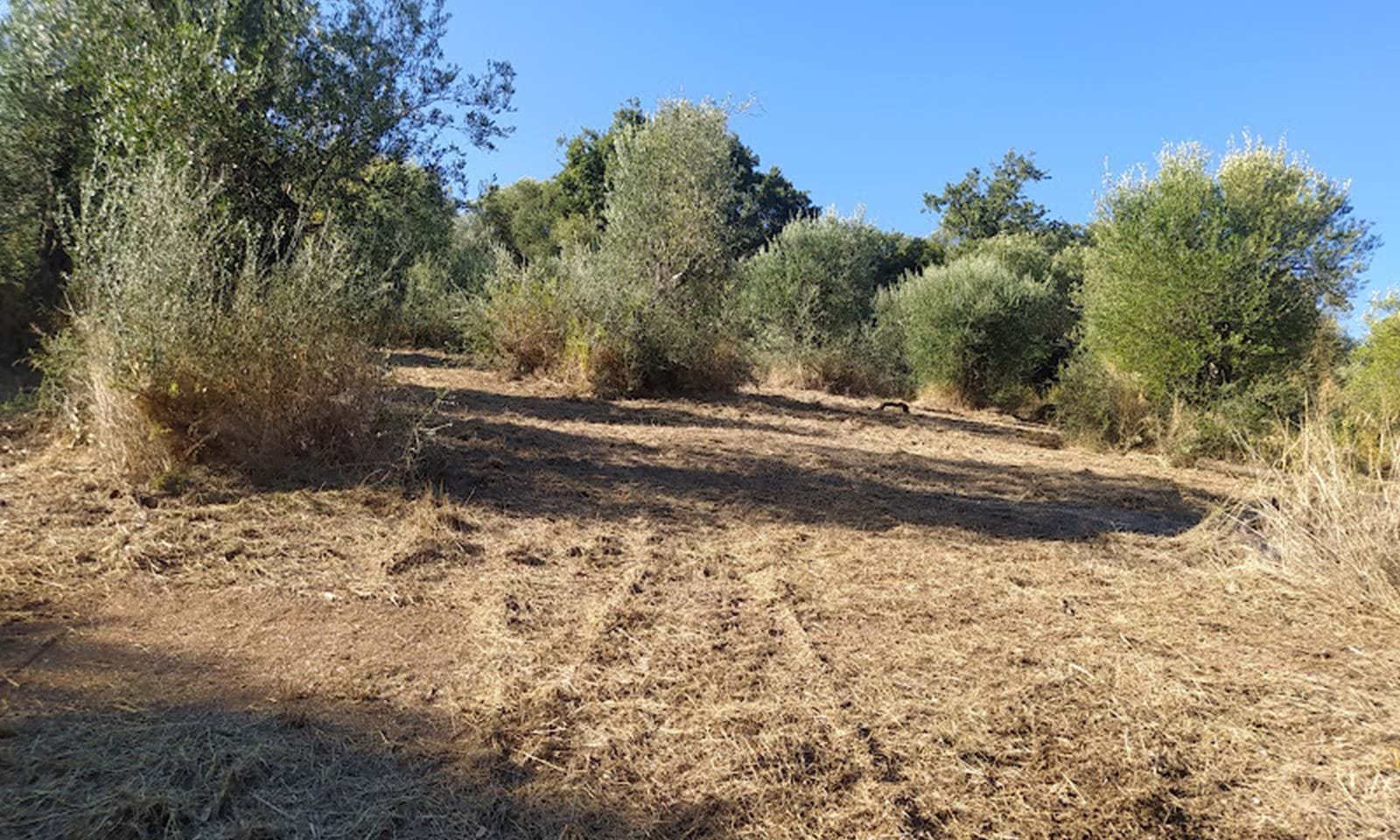 Listing photograph 2 of 6 of the land in Perithia, published by Corfu Home Finders.