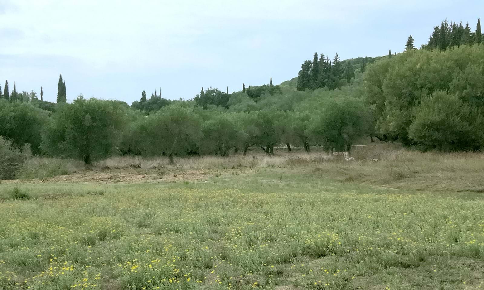 Listing photograph 4 of 5 of the land in Gardelades, published by Corfu Home Finders.