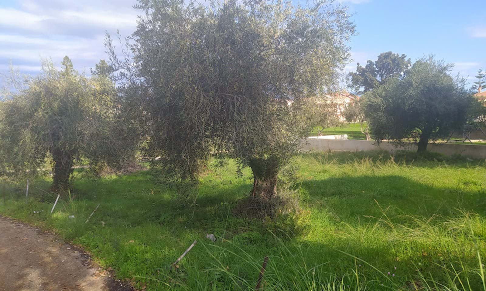 Listing photograph 1 of 5 of the land in Acharavi, published by Corfu Home Finders.