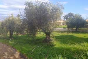 OLIVE TREE LAND, Acharavi, Corfu