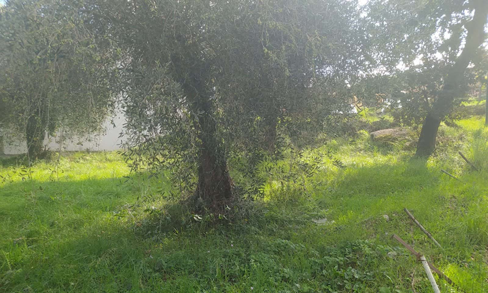 Listing photograph 2 of 5 of the land in Acharavi, published by Corfu Home Finders.