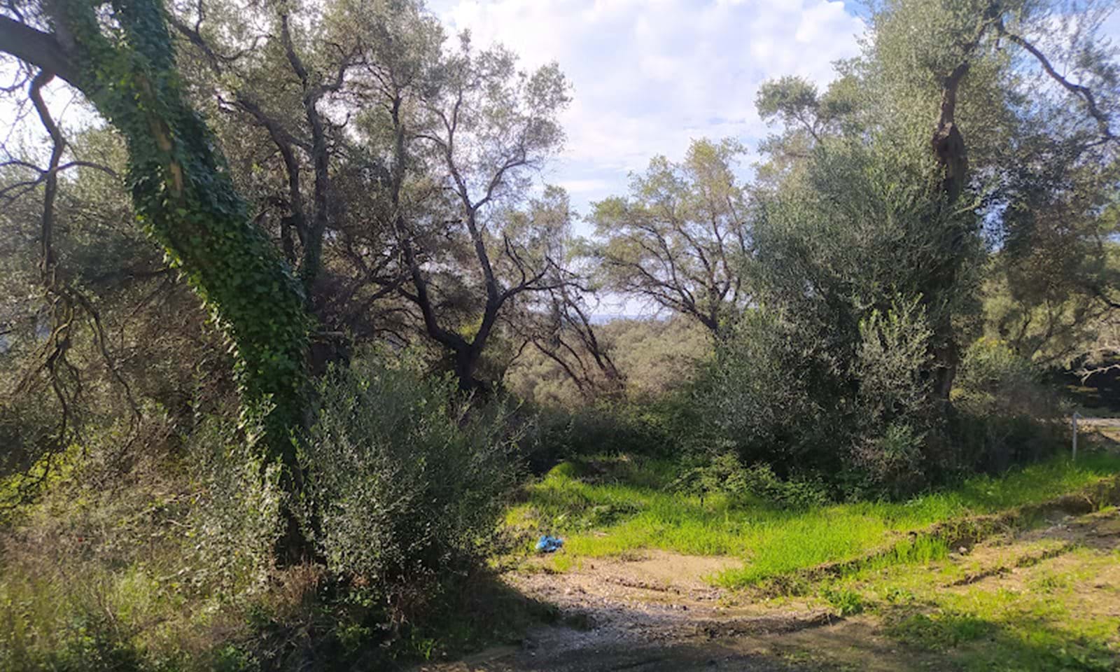 Listing photograph 6 of 14 of the land in Dafni, published by Corfu Home Finders.