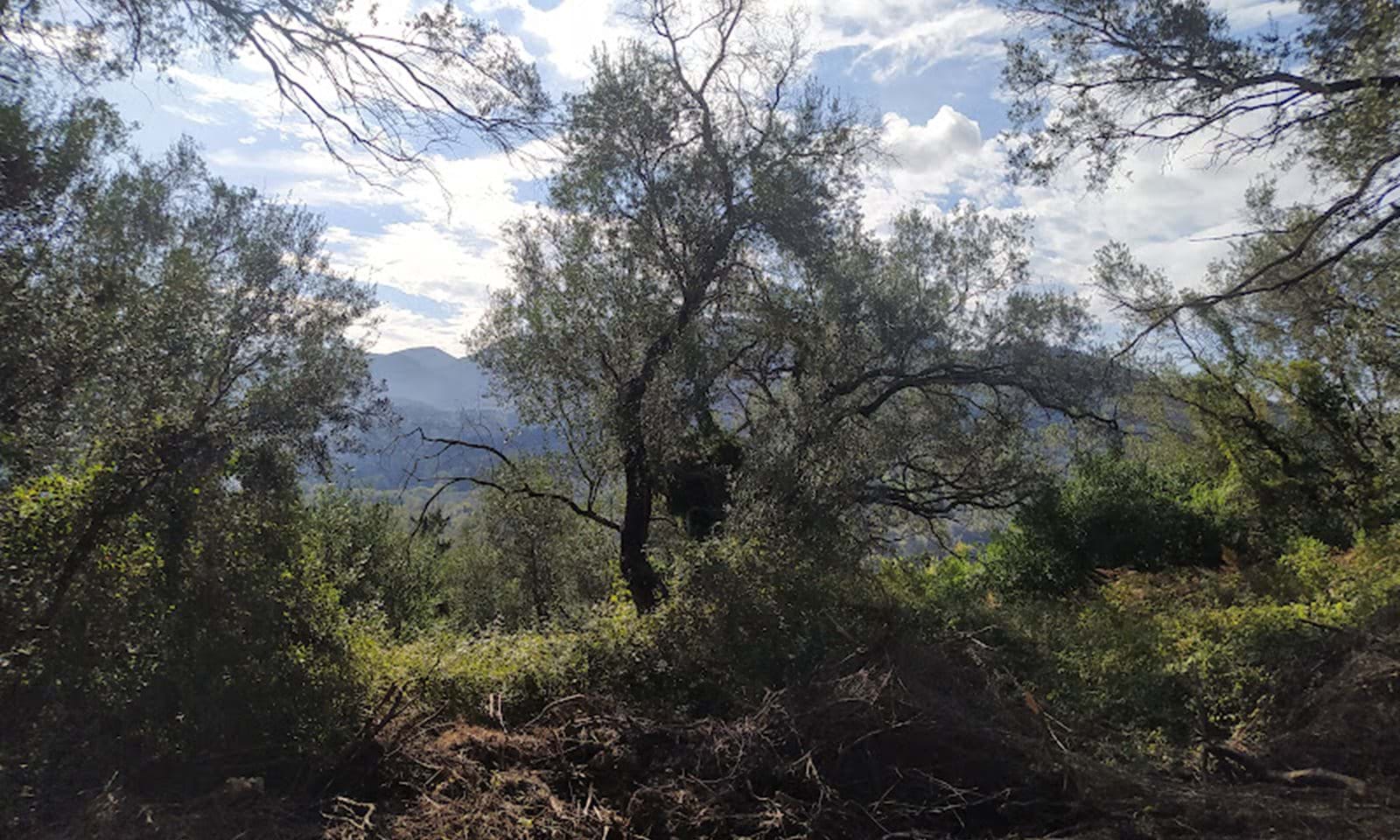 Listing photograph 9 of 14 of the land in Dafni, published by Corfu Home Finders.