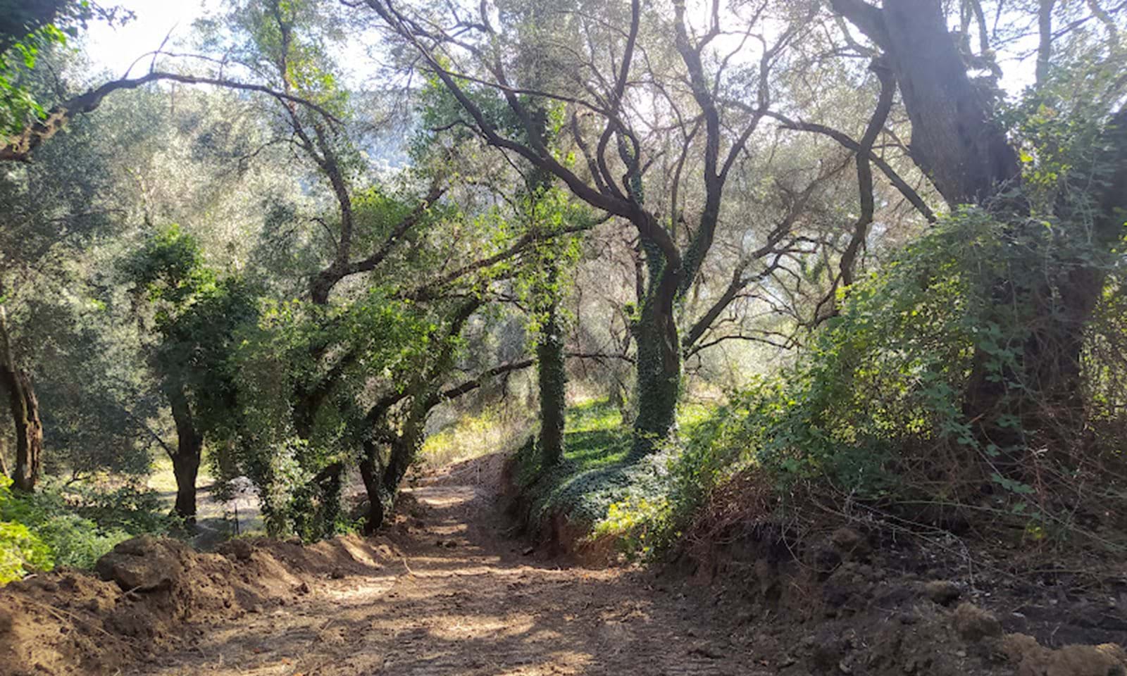 Listing photograph 10 of 14 of the land in Dafni, published by Corfu Home Finders.