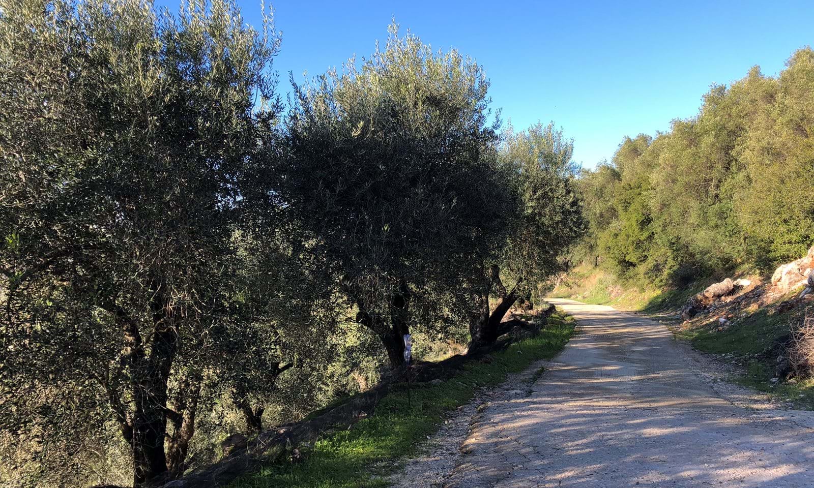 Listing photograph 6 of 8 of the land in Spartilas, published by Corfu Home Finders.
