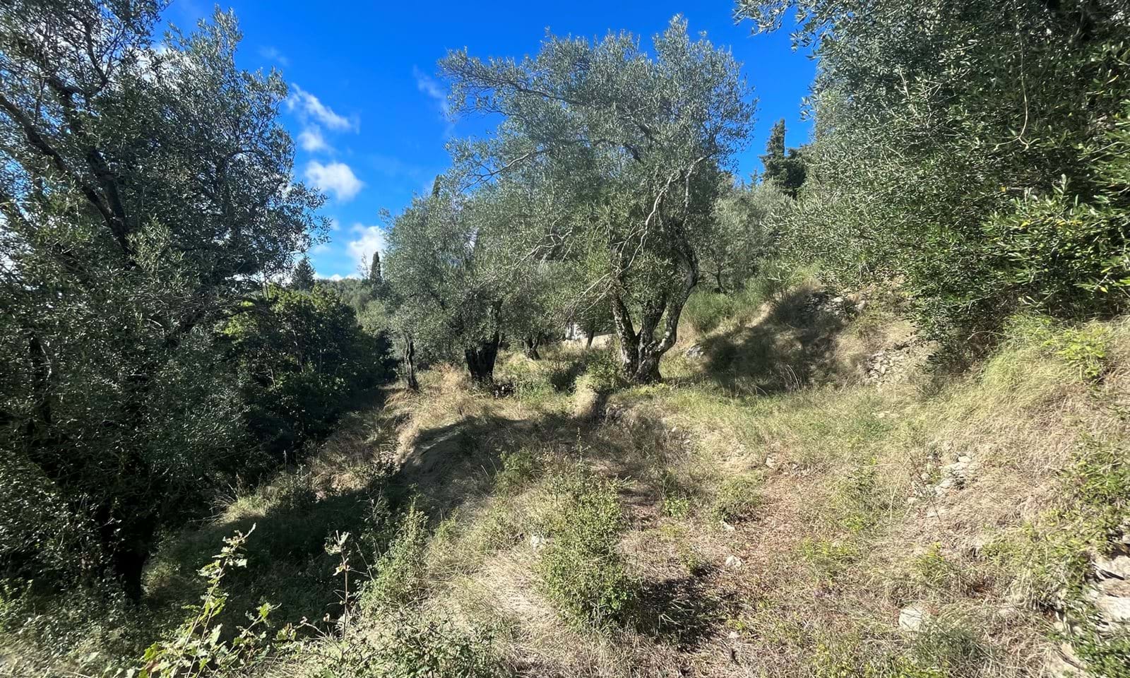 Listing photograph 3 of 8 of the land in Spartilas, published by Corfu Home Finders.