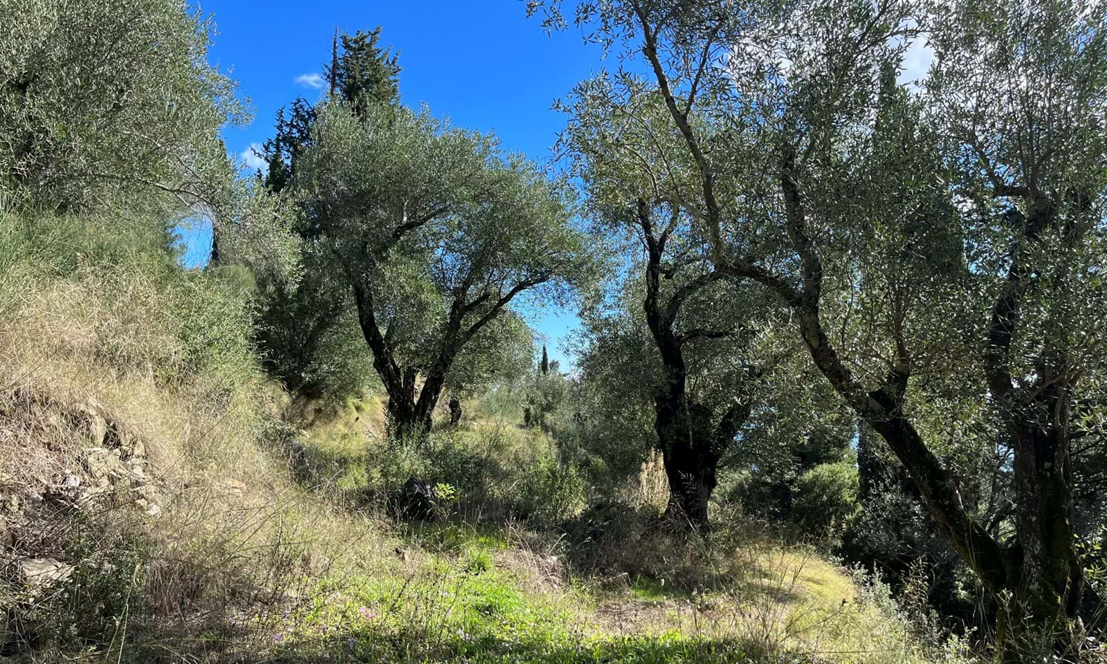Listing photograph 7 of 8 of the land in Spartilas, published by Corfu Home Finders.