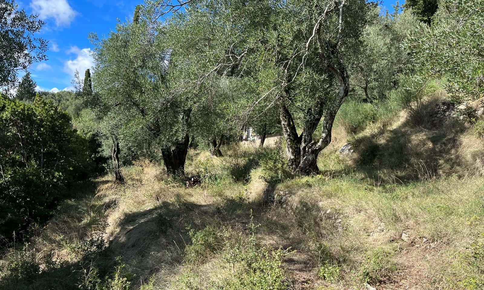Listing photograph 8 of 8 of the land in Spartilas, published by Corfu Home Finders.