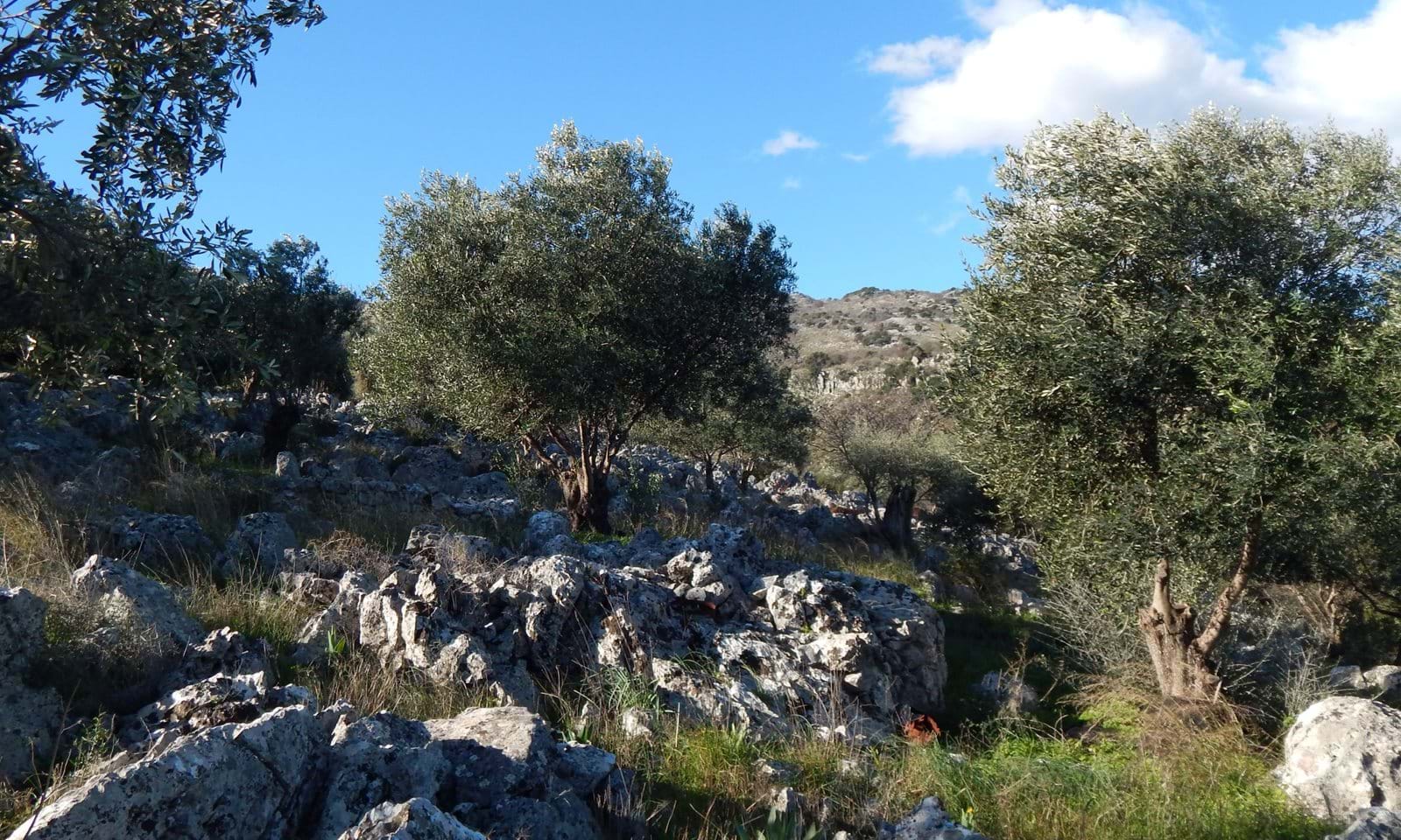Listing photograph 8 of 9 of the land in Kassiopi, published by Corfu Home Finders.