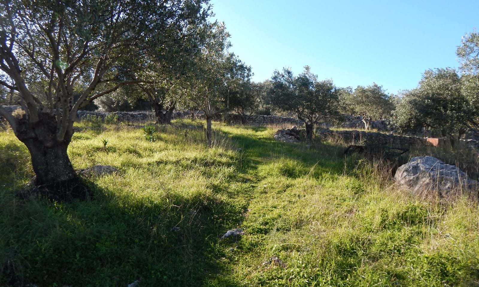 Listing photograph 6 of 9 of the land in Kassiopi, published by Corfu Home Finders.