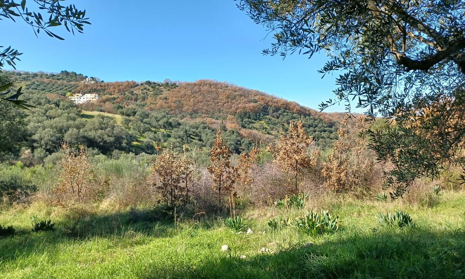 Listing photograph 1 of 7 of the land in Perithia, published by Corfu Home Finders.