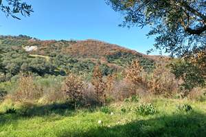 DANIS LAND, Vasilika, Corfu