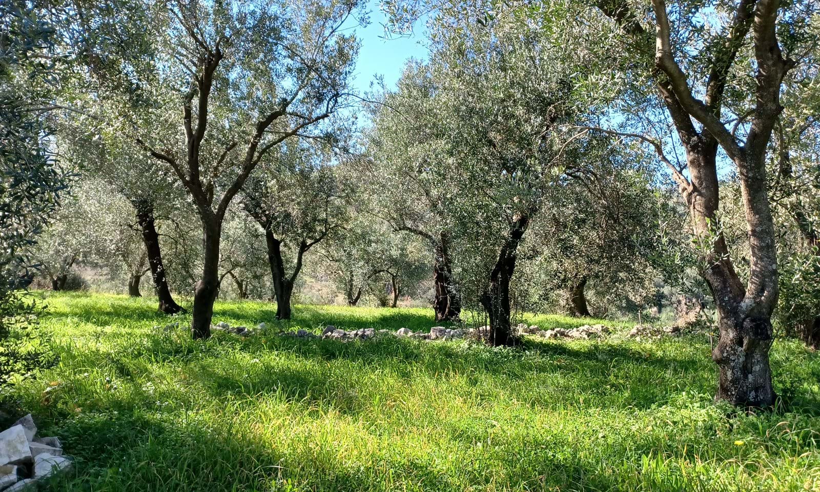 Listing photograph 5 of 7 of the land in Perithia, published by Corfu Home Finders.