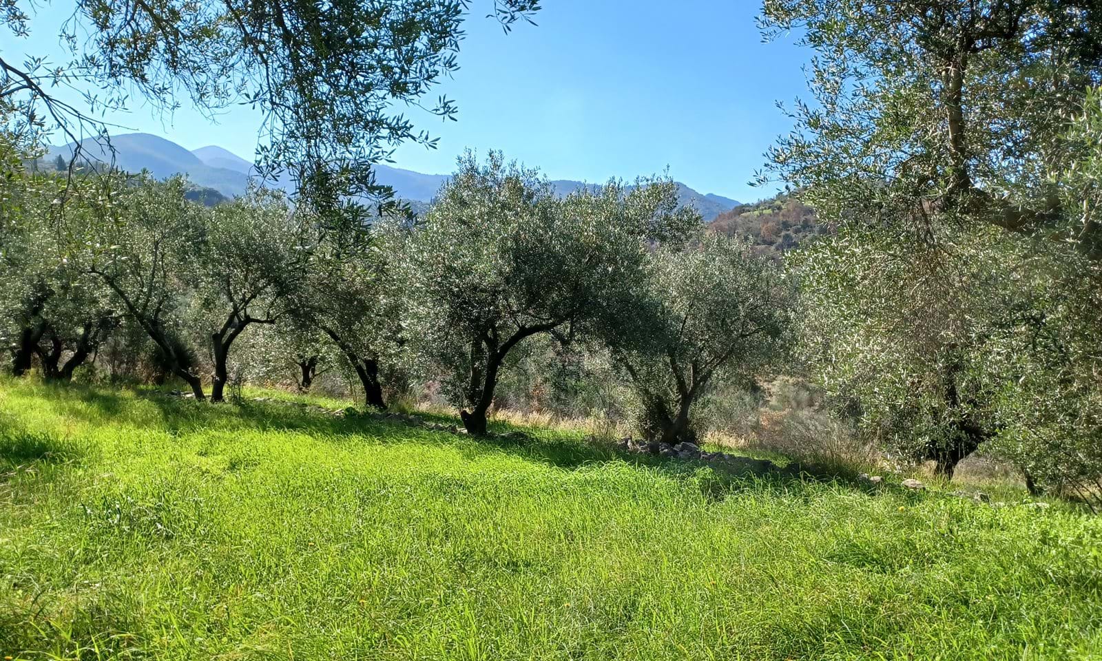 Listing photograph 4 of 7 of the land in Perithia, published by Corfu Home Finders.