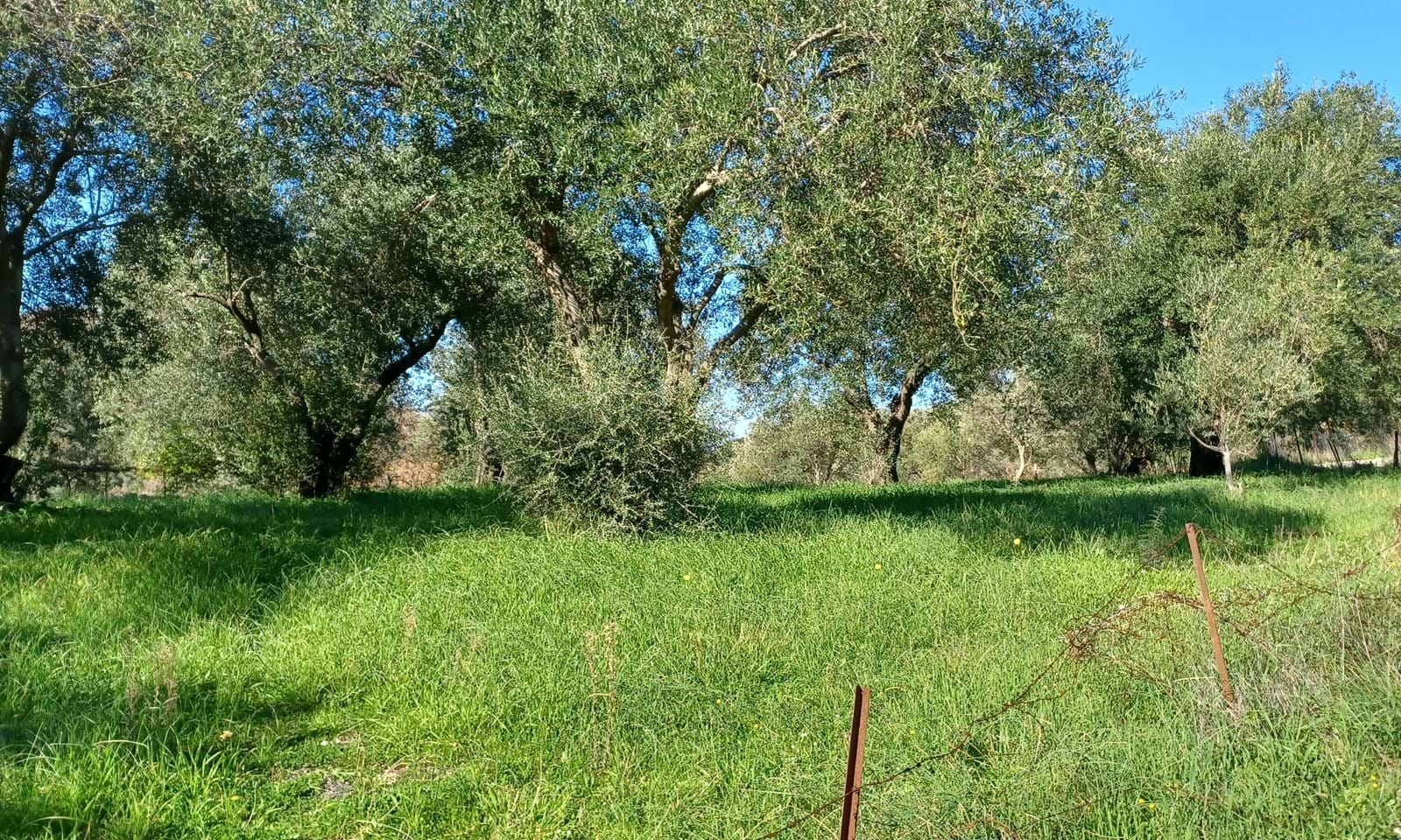 Listing photograph 7 of 7 of the land in Perithia, published by Corfu Home Finders.
