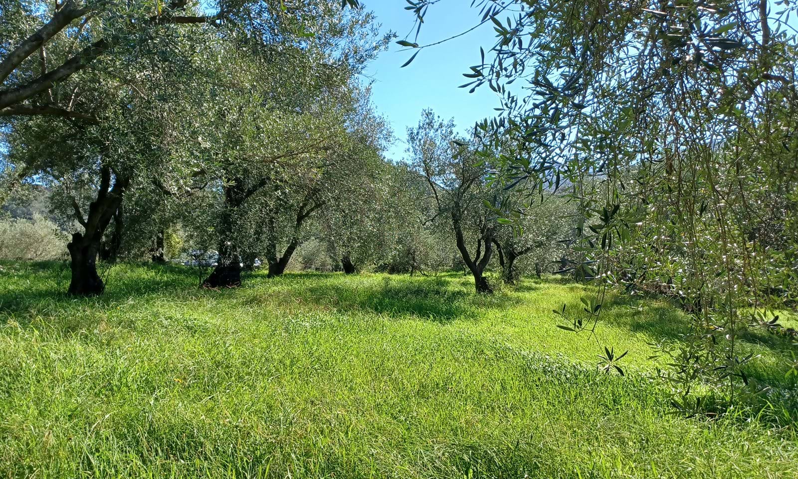 Listing photograph 2 of 7 of the land in Perithia, published by Corfu Home Finders.
