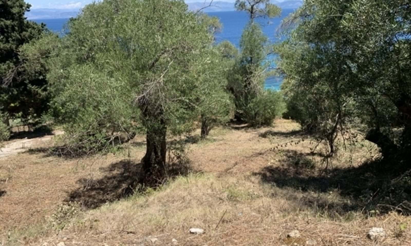 Listing photograph 5 of 8 of the land in Moraitika, published by Corfu Home Finders.